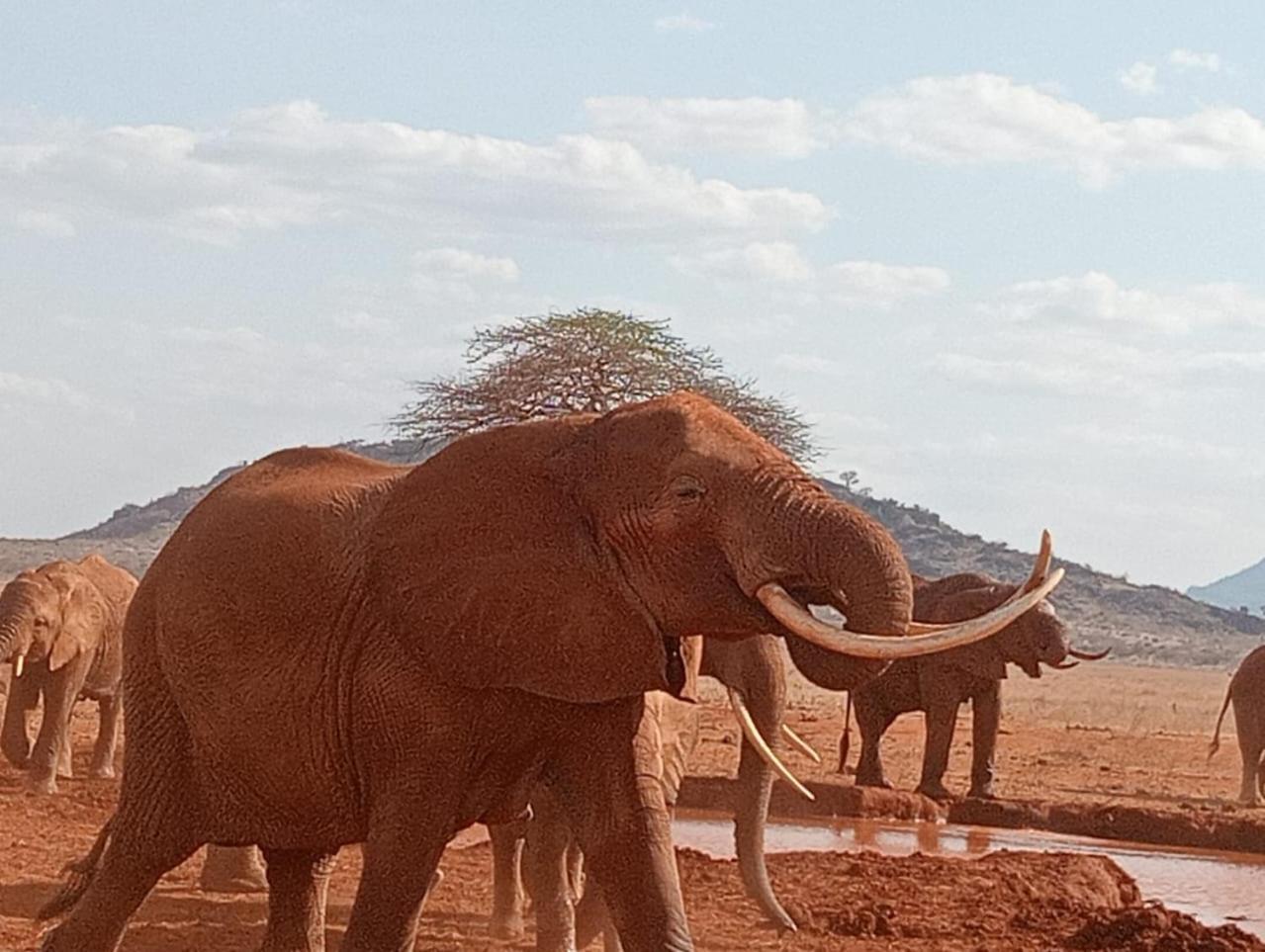 Tausa Tsavo Eco Lodge Voi Exterior photo