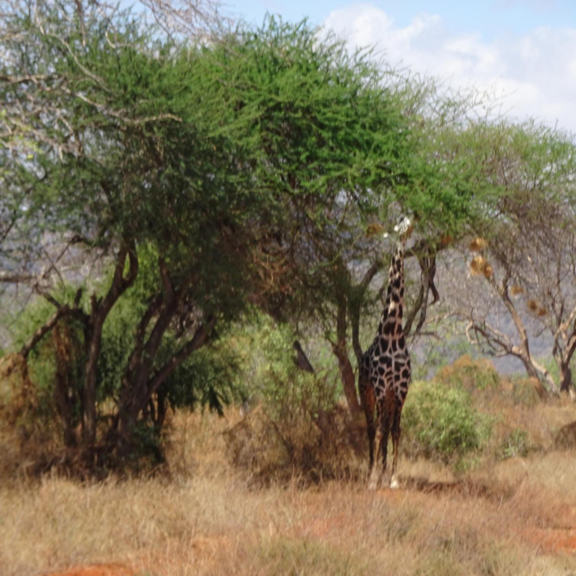 Tausa Tsavo Eco Lodge Voi Exterior photo