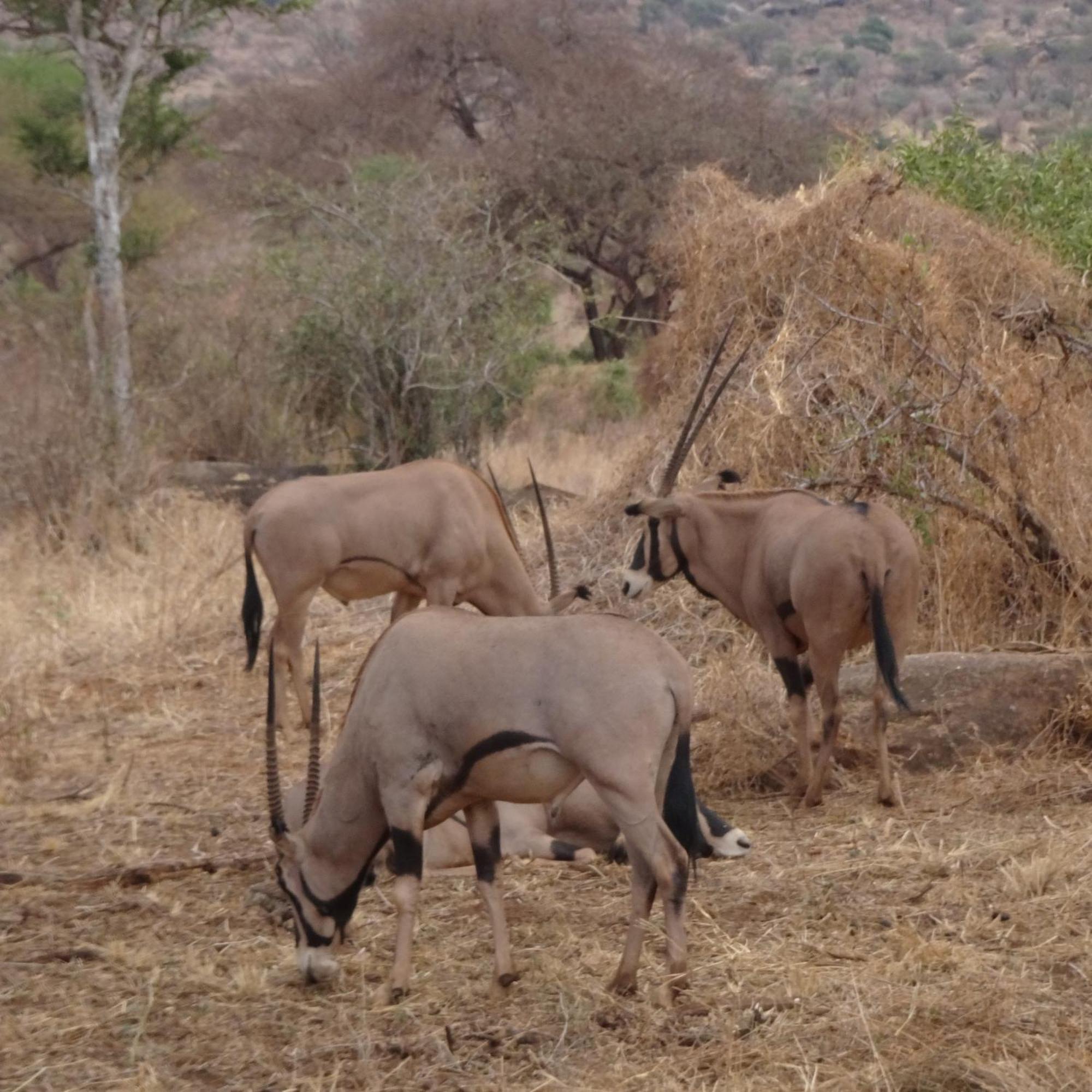 Tausa Tsavo Eco Lodge Voi Exterior photo